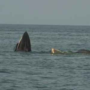 orion_news_whales_2