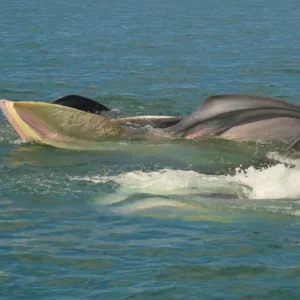 orion_news_whales_3