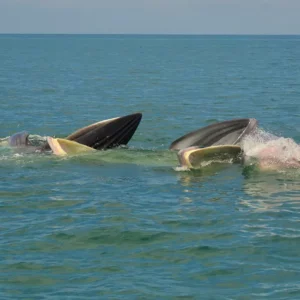 orion_news_whales_4